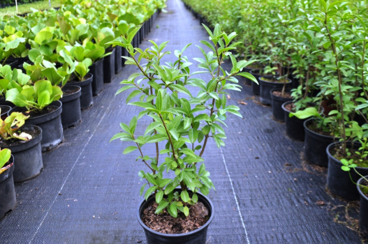 Бирючина обыкновенная (Р9)