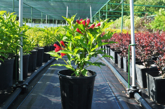 Вейгела цветущая Виктория (С3)