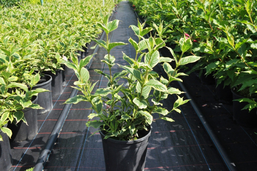 Вейгела цветущая Нана Вариегата (С3)