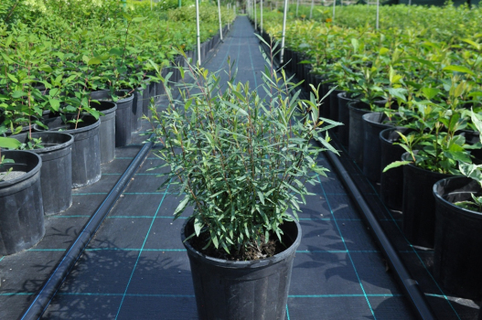 Ива пурпурная Нана (С3)