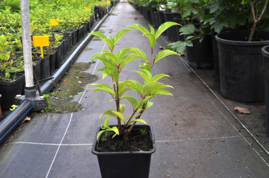 Гортензия метельчатая Долли (Р9)