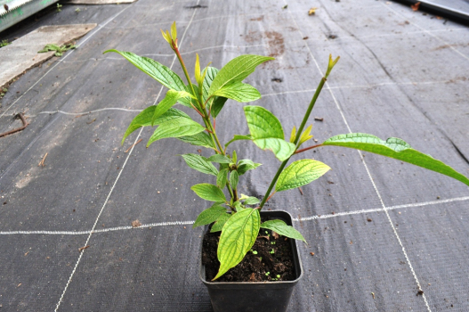 Дерен белый Шпета (Р9)