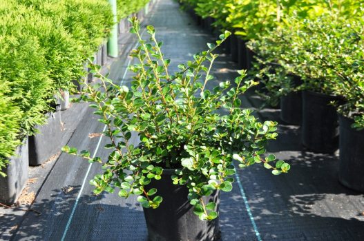 Кизильник горизонтальный (С3)