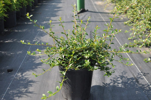 Кизильник Даммера Эйхольц (С3)