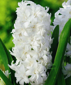 Гиацинт Мадам София (Madame Sophie)