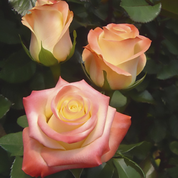 Троянда чайно-гібридна Флорида (Florida)