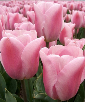 Тюльпан Synaeda Amor, 2 шт