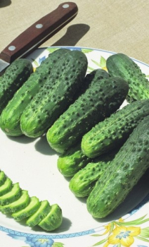 Огірок Альянс F1, 250 шт, Bejo Zaden