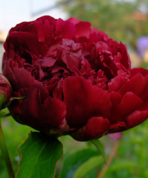 Півонія Armani