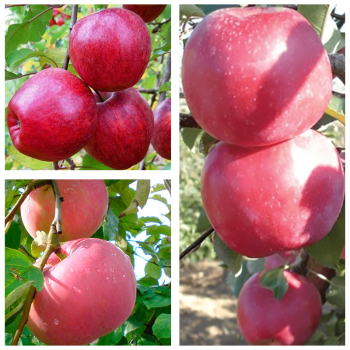 Яблуня дерево сад (Ерлі Женева + Фуджі + Камео)