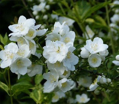 Жасмин Лемоней (Lemoinei)