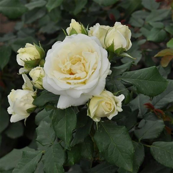 Троянда флорібунда Лєнка Фрайла (Lenka Frayla)