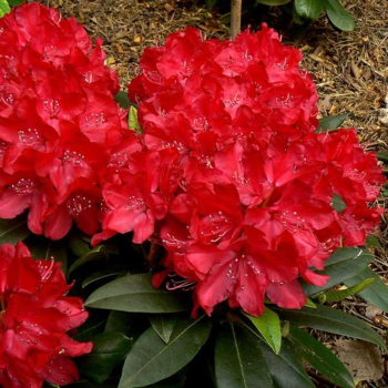 Рододендрон Wladyslaw Jagello, 1 год