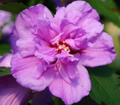 Гибискус сирийский Ardens