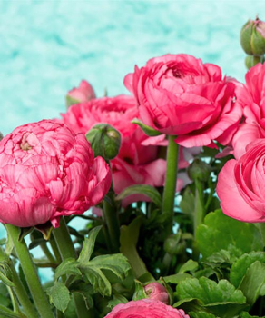 Лютики Pink, 5 шт