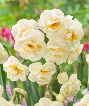 Нарцисс Абба (Abba)