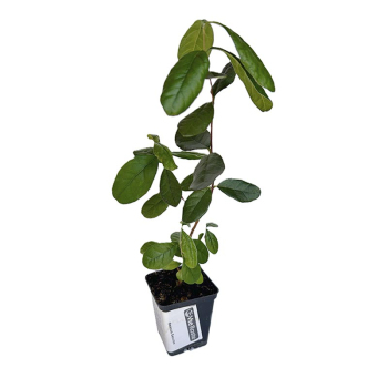 Фейхоа Бессон