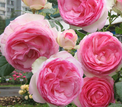 Роза английская Эдем