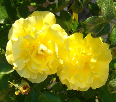 Троянда мініатюрна Жовта лялька (Yellow doll)