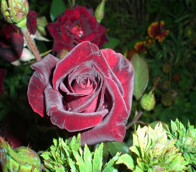 Троянда плетиста Чорна Королева