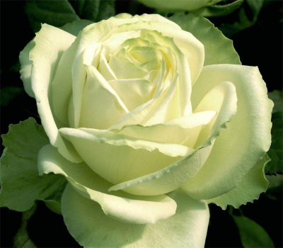 Троянда чайно-гібридна Маруся
