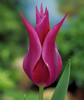 Тюльпан Maytime, 2 шт