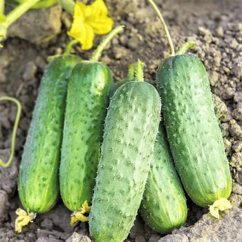 Огурец Проликс F1 Садиба, 1000 шт