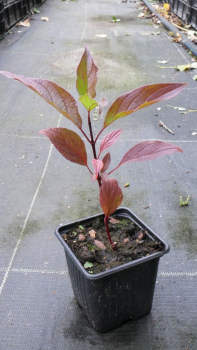 Дёрн белый Кесельринги (Р9)