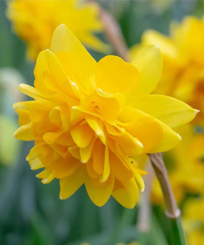 Нарцис Тет Делюкс (Tete de Luxe)