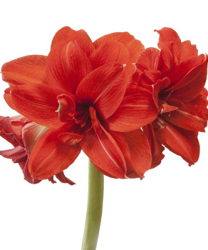 Гіппеаструм Амарантія (Amarantia)