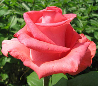 Роза чайно-гибридная Рафаэлла
