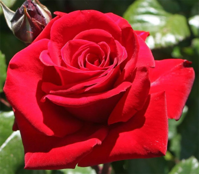 Роза чайно-гибридная Ред Берлин