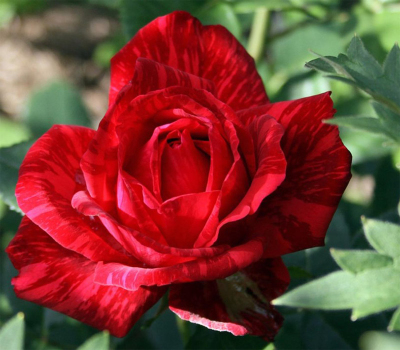 Троянда чайно-гібридна Ред Інтуішн