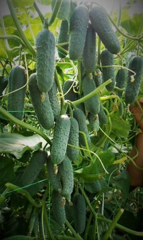 Огурец Маринда, 1000 шт, Seminis