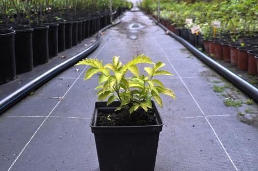 Бузина красная Плюмоза Ауреа (С1)