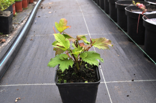 Калина звичайна Бульденеж (Р9)