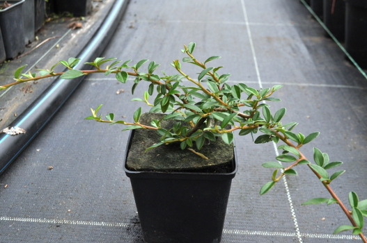 Кизильник Даммера Эйхольц (Р9)