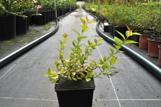 Спирея японская Голден Принцесс (Р9)