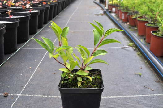 Форзиция корейская Камсон (Р9)