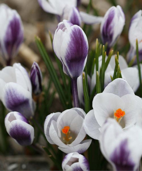 Крокус Ледикиллер (Ladykiller), 5 шт