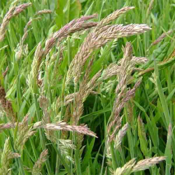 Кострица комышовая 0,5 кг, Украина