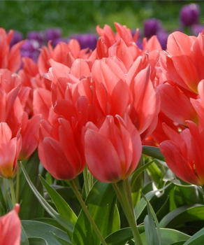 Тюльпан Торонто (Toronto), 2 шт