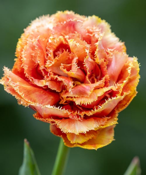 Тюльпан Брисбен (Brisbane), 2 шт