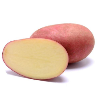 Картопля насіннева Санібель 1 кг