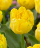 Тюльпан Yellow Baby, 2 шт