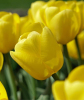 Тюльпан Нови Сан (Novi Sun), 2 шт