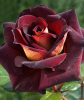Троянда чайно-гібридна Едді Мітчел (Eddy Mitchell)