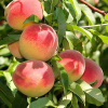 Персик Червневий Ранній
