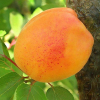 Абрикос колоновидний Зоряний