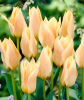 Тюльпан Fur Elise, 2 шт